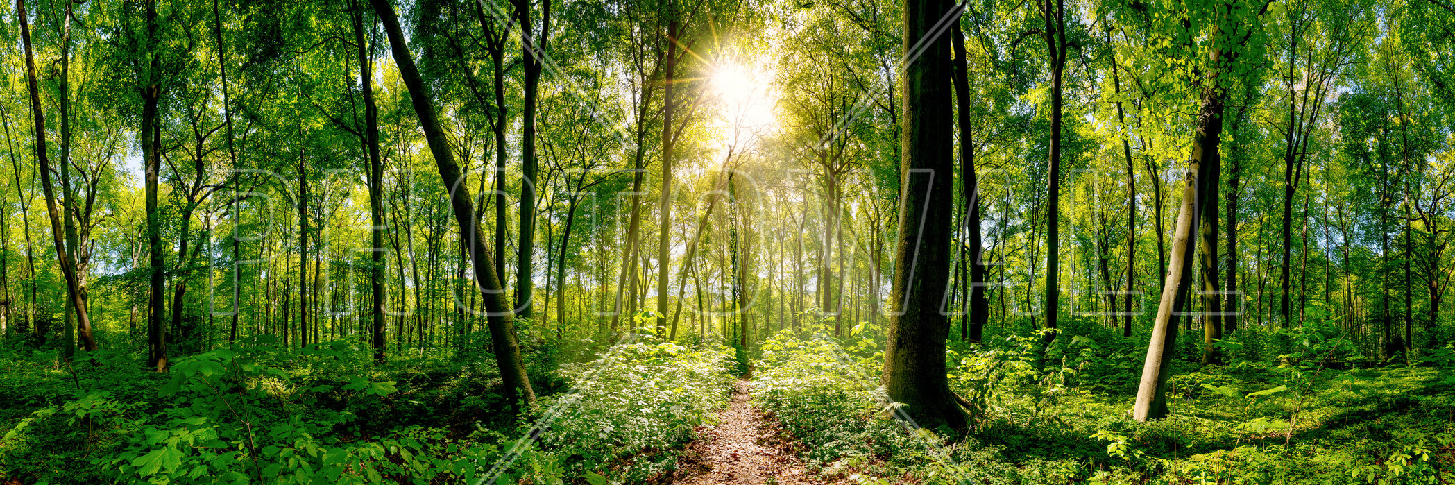 forest-5 Fototapet Pădure - imagine 1