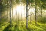 Fototapet Pădure de Betuli