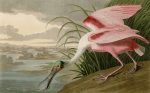 Fototapet Păsările Americii - John James Audubon