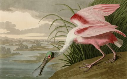 Fototapet Păsările Americii - John James Audubon