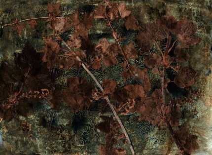 Fototapet Coacăze negre