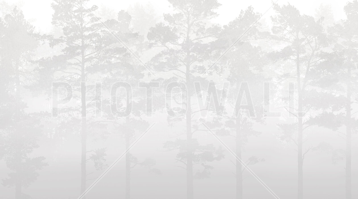 misty-pine-forest-grey Fototapet Pădure de pini cețoasă - Gri - imagine 1