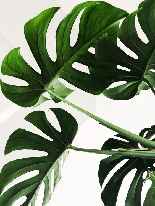 monstera-leaves Fototapet Frunze de Monstera - imagine 1