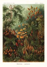 Fototapet Forme de artă cu mușchi Muscinae - Ernst Haeckel