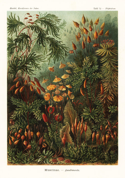 muscinae-moss-art-forms-ernst-haeckel Fototapet Forme de artă cu mușchi Muscinae - Ernst Haeckel - imagine 1