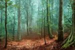 Fototapet Pădure misterioasă
