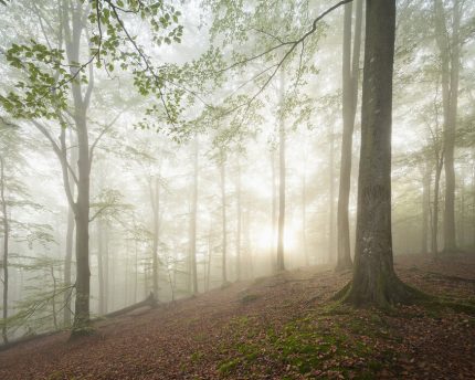 Fototapet Pădure de fagi suedezi II