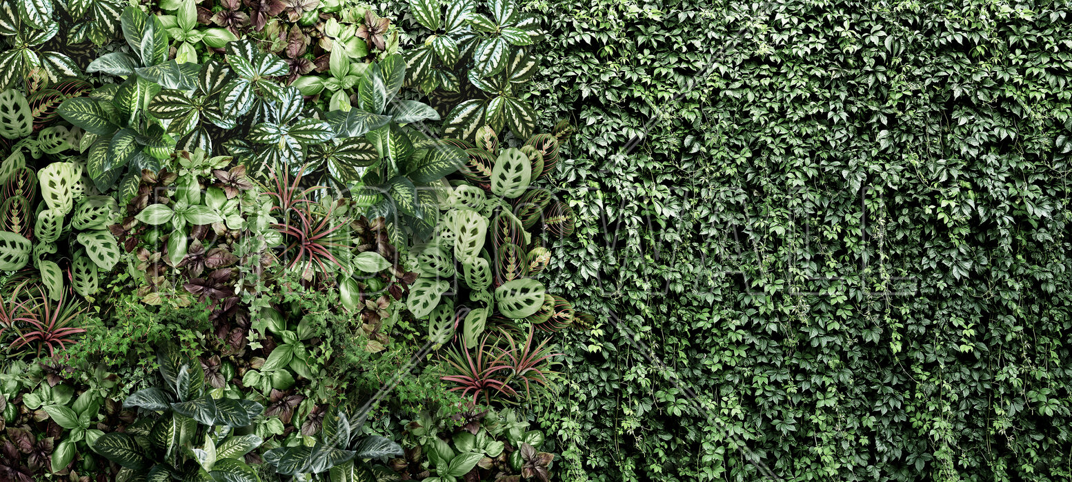 wall-ivy-plants Fototapet Plante de iederă de perete - imagine 1